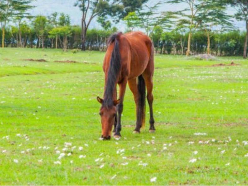 Samawati Lakeside Cottages Nyahururu ภายนอก รูปภาพ